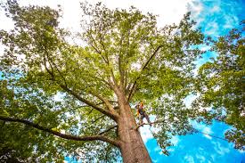 How Our Tree Care Process Works  in  Centre Hall, PA