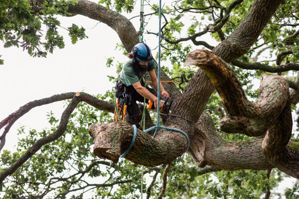 Reliable Centre Hall, PA Tree Care Solutions