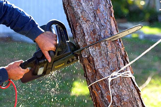 Best Hazardous Tree Removal  in Centre Hall, PA