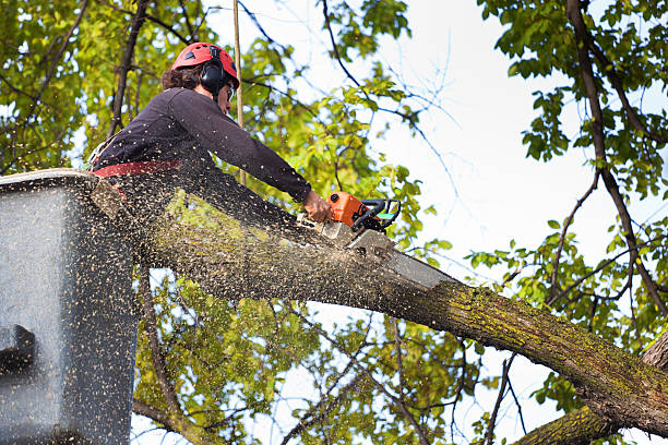 Best Stump Grinding and Removal  in Centre Hall, PA