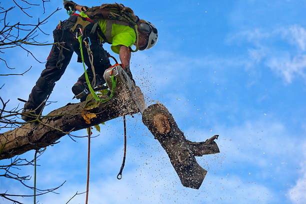 Best Tree Health Inspection  in Centre Hall, PA